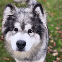 Ourko CAA14330, chien à adopter