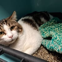 Blitz, chat à adopter