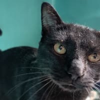EMPEROR C, chat à adopter