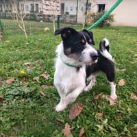 PIPO PAA23086, chien à adopter