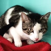 FIREFLIES C, chatte à adopter