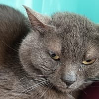 CAPTAIN C, chat à adopter