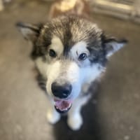 HAMLET, chien à adopter