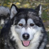 KEENAN CHAO, chien à adopter