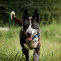 GUISMO, chien à adopter