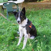 BALOU, chien à adopter