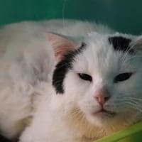 BOULY HAB17194, chat à adopter