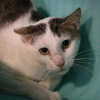 Tio  HAB17258, chat à adopter