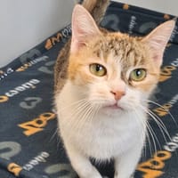 DAISY, chatte à adopter
