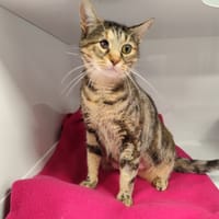 Misha, chatte à adopter