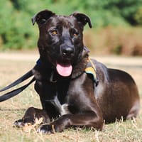 NINO VAA, chien à adopter