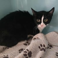 CALINOU, chat à adopter