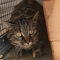 TINA, chatte à adopter