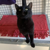 Raki [FIV+], chat à adopter