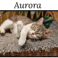 AURORA, chatte à adopter