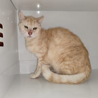Garou, chat à adopter
