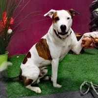 TAZ, chien à adopter