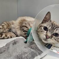 RUDY, chat à adopter