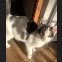 PIRATE, chat à adopter