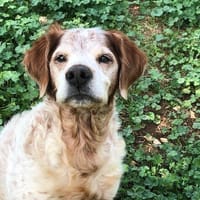 ISPAN, chien à adopter