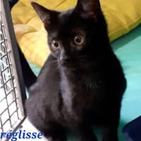 Réglisse, chat à adopter