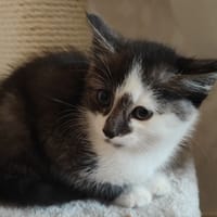 Pinpon, chatte à adopter