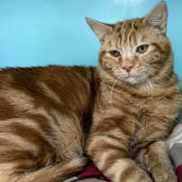 PADDINGTON, chat à adopter