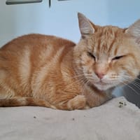 pirate, chat à adopter