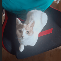 BELETTE, chatte à adopter