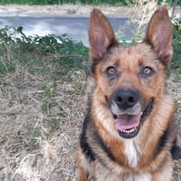 Ola, chienne à adopter