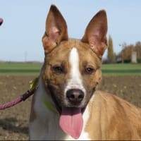 SPEEDY, chien à adopter