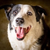 Petrus, chien à adopter