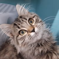 Diva, chatte à adopter