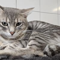 ICE, chat à adopter