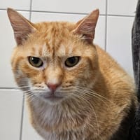 PERCY, chat à adopter