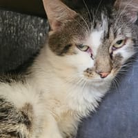 EROS, chat à adopter