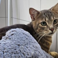 ULYSSE, chat à adopter