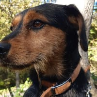 Tyco, chien à adopter