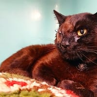 Cyborgne, chat à adopter