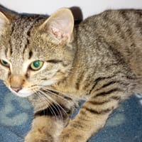 PEPITO, chat à adopter