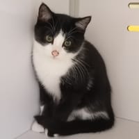 ALMA, chatte à adopter