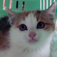 Nahele, chatte à adopter