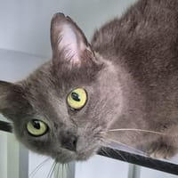 ALFREDS, chat à adopter