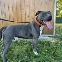 NINO, chien à adopter