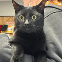 VALAK, chat à adopter