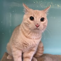 RESI, chat à adopter