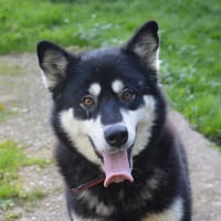 ENDORA CHAO, chienne à adopter