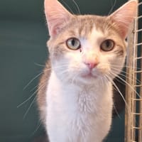 HORACE, chat à adopter