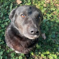 COSMOS, chien à adopter