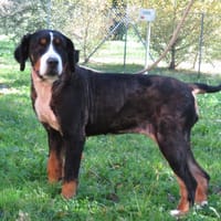 PADMA, chienne à adopter